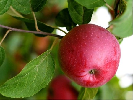Jablo SPARTAN - vysokokmen - podno jabl. semen