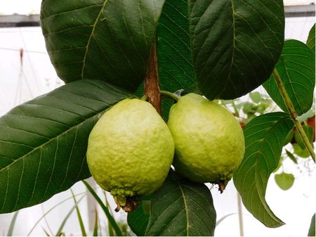 Guave -  velkoplod kvajva
