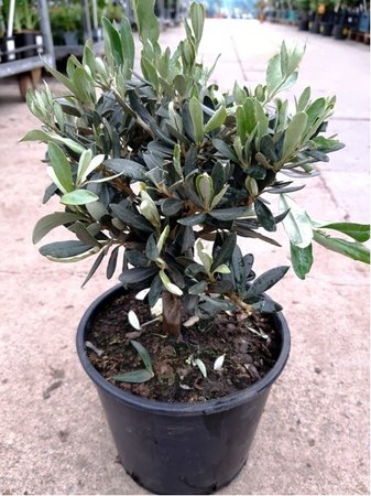 Olivovnk - mal stromek, vka 20 - 25cm