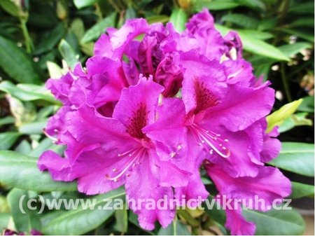Rhododendron AZURRO - fialov, C 5 l