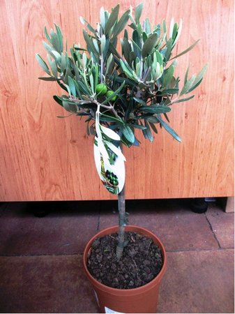 Olivovnk - stromek, vka 60 - 70cm
