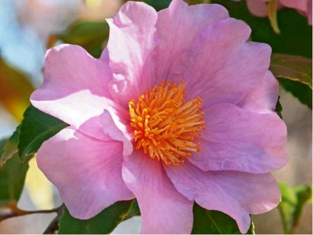 Kamlie - Camellia sasanqua PLANTATION PINK - sv. rov