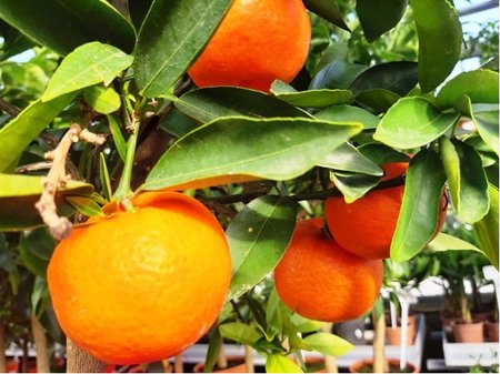 Mandarinka - Citrus Reticulata v kvtini P20