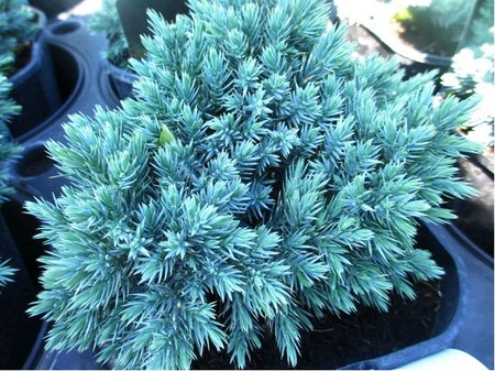 Jalovec upinat - Juniperus squamata BLUE STAR