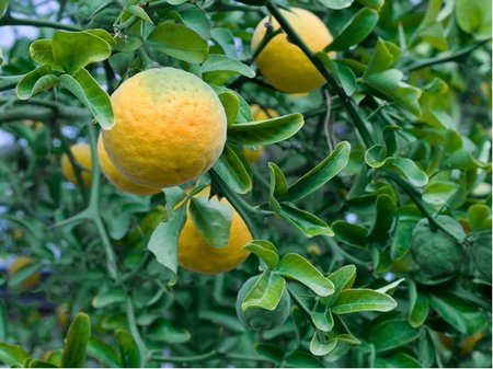 Citrus Trifolita - Poncirus trifolita