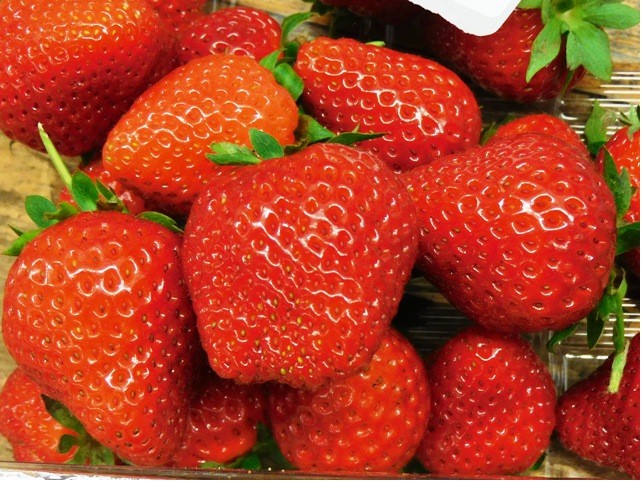 Jahodník stáleplodící HARMONY® - 1 sazenice v kontejneru