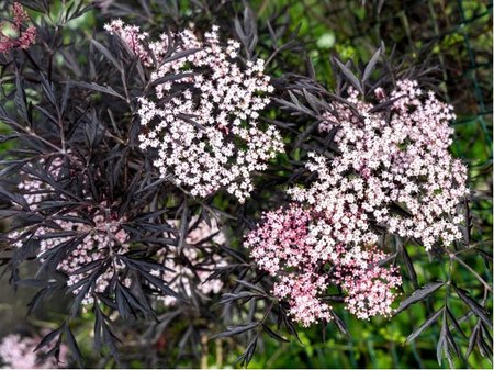Bez ern - Sambucus nigra MILK CHOCHOLATE