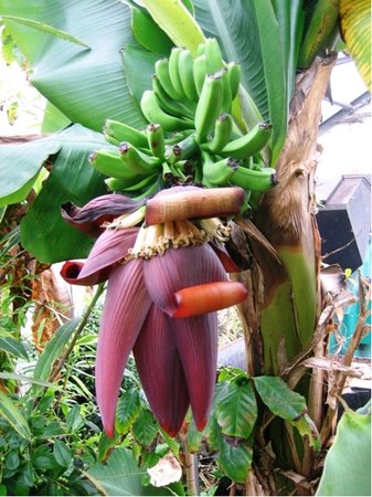 Banánovník Picolo