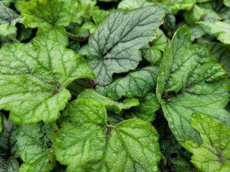 Dluela - Heucherella QUICKSILVER