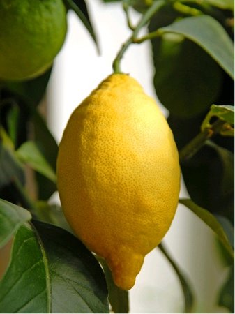 Citronk LUNARIO - roubovan