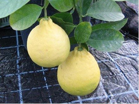 Citroník PONDEROSA - řízkovaný, v květináči K 19