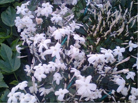 Jasmn prav - Jasminum officinalis