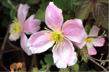 Clematis horsk RUBENS - svtle rov