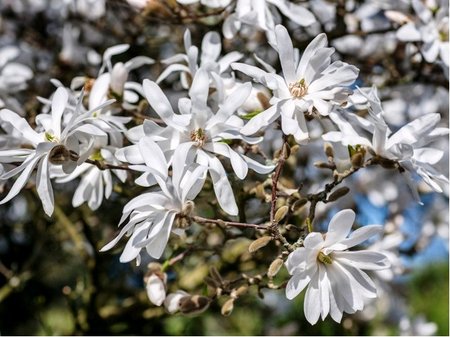 Magnolie stellata