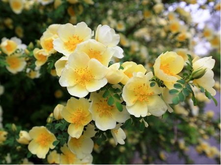 Re Hugova - Rosa hugonis - lut, C 3 l