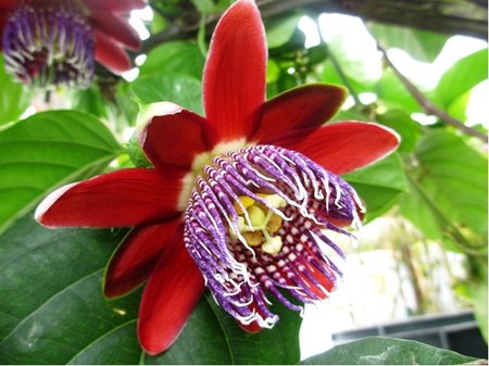 Muenka OB - Passiflora alata