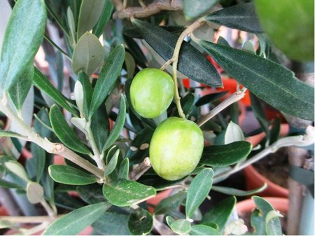 Olivovník - Olea Europaea