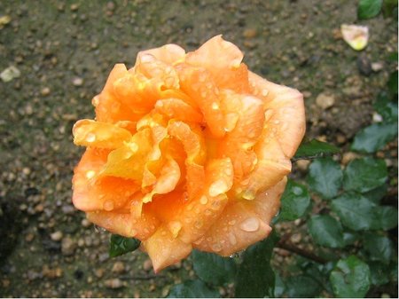 Růže WHISKY - velkokvětá, oranžová