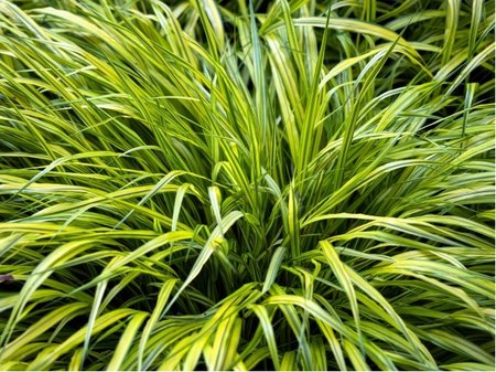 Rkosovka velk - Hakonechloa macra NAOMI (TM)