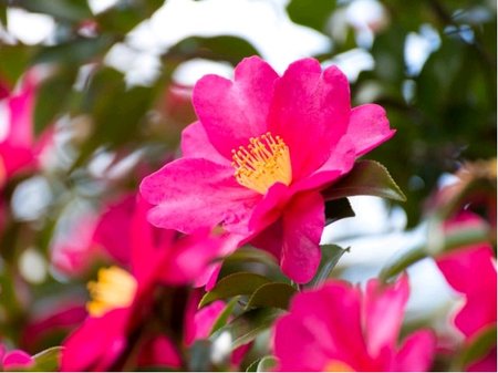 Kamélie - Camellia sasanqua CLEOPATRA - sv. růžová
