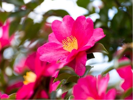Kamlie - Camellia sasanqua CLEOPATRA - sv. rov