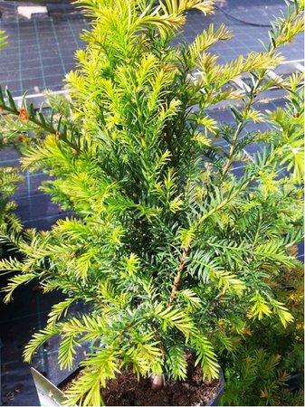 Tis erven - Taxus baccata, C 2 l