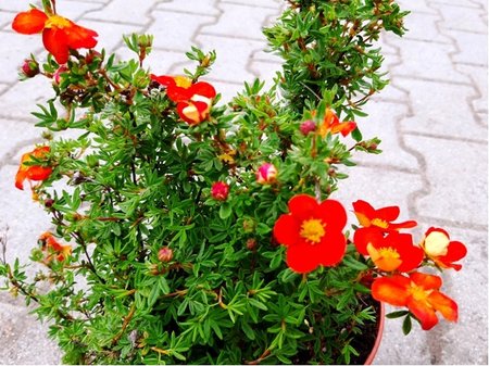 Mochna kovit - Potentilla frut. RED ACE - ervenooranov