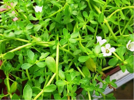 Brahmi - Bacopa monnieri