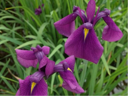 Kosatec meovit - Iris ensata VARIEGATA - fialov