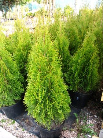 Thuje Smaragd, vka 40 - 60cm