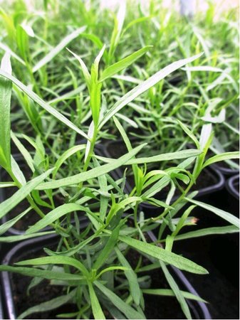 Estragon - Artemisia drancunculus VIENCO