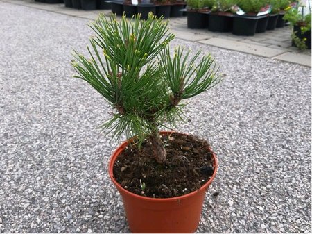 Borovice kleč - Pinus mugo WINTERGOLD