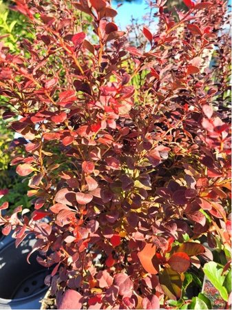 Dil Thunbergv - Berberis thunb. ATROPURPUREA, C 3 l