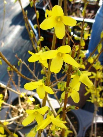Zlatice prostedn - Forsythia intermedia WEEK END, C 1 l