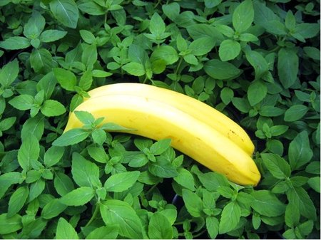 Máta banánová