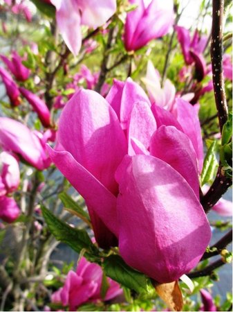 Magnolie NIGRA - růžovobílá