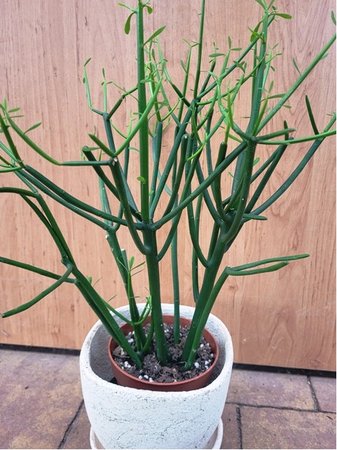 Euphorbia Tirucalli - Pryšec