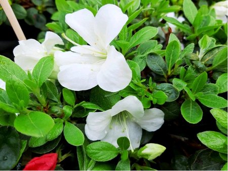 Azalka japonsk Encore PURE WHITE - bl, C 3 l