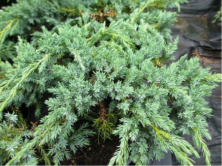 Jalovec šupinatý - Juniperus squamata BLUE CARPET, C 2 l