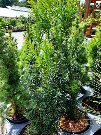 Tis prostedn - Taxus media HICKSII, C 2 l