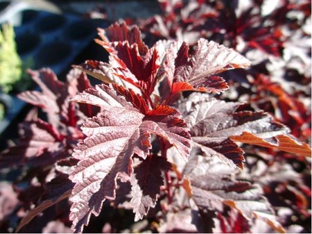 Tavola kalinolist - Physocarpus op. RED BARON