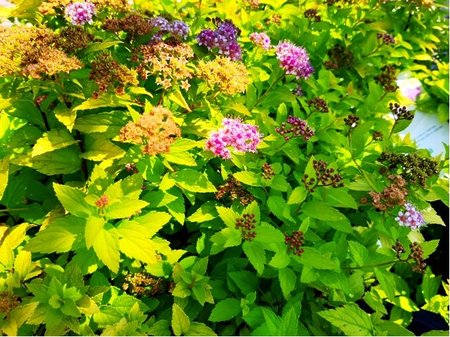 Tavolnk japonsk - Spiraea jap. GOLDEN JACK