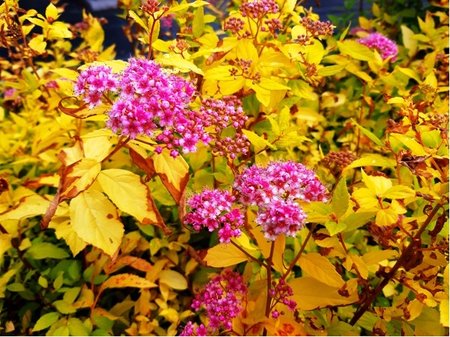 Tavolnk japonsk GOLDMOUND