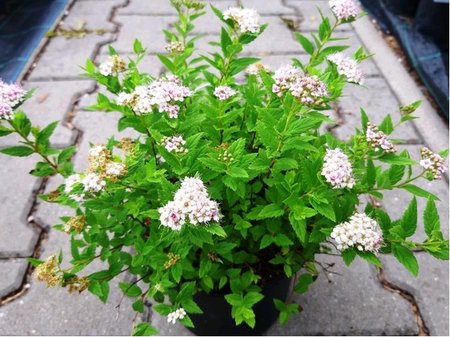 Tavolnk japonsk - Spiraea japonica GREEN CARPET