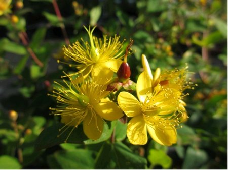 Tezalka kalikat - Hypericum calycinum, C 2 l