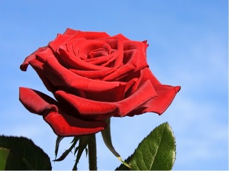 Růže KARDINAL - velkokvětá, rudá