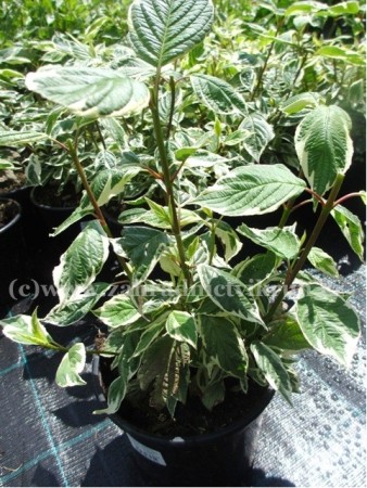 Svda bl - Cornus alba SIBIRICA VARIEGATA, C 1,4 l
