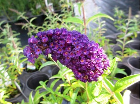 Buddleja davidii BLACK KNIGHT - fialov, K 19