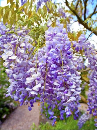 Vistrie - Wisteria sinensis, C 2 l