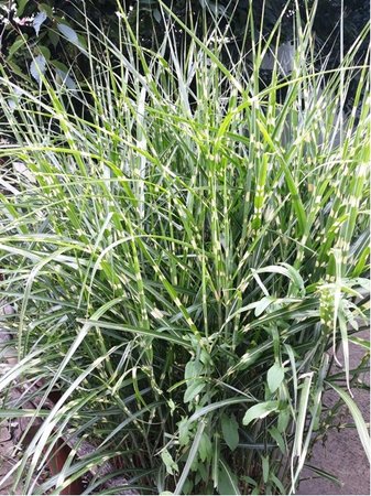 Miscanthus sin. - Ozdobnice nsk ZEBRINUS